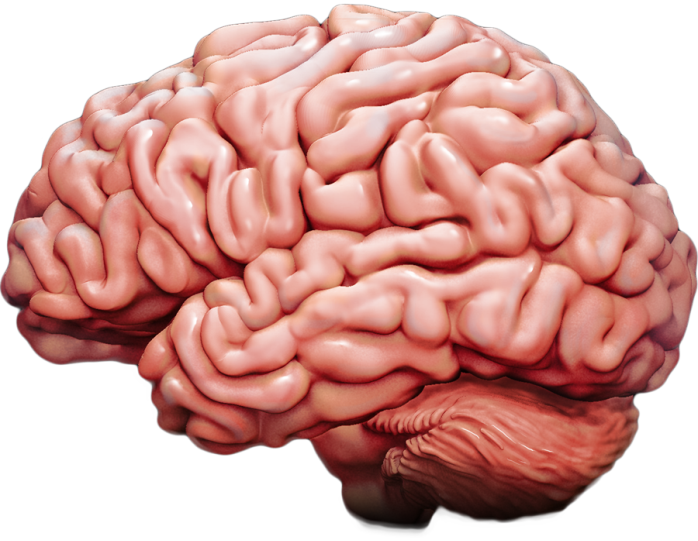 Interactive Brain | BrainLine